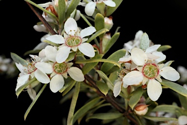 APII jpeg image of Leptospermum sericatum  © contact APII