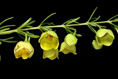 APII jpeg image of Boronia megastigma 'Lutea'  © contact APII