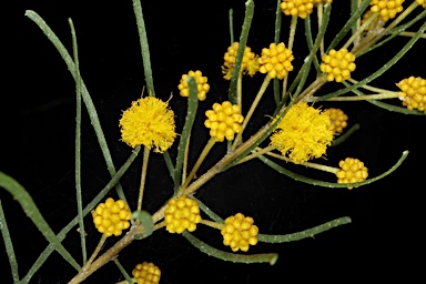 APII jpeg image of Acacia johnsonii  © contact APII