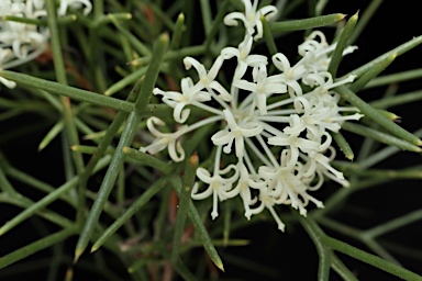 APII jpeg image of Hakea lissocarpha  © contact APII