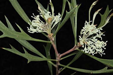 APII jpeg image of Hakea horrida  © contact APII