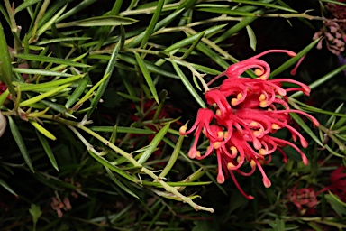 APII jpeg image of Grevillea 'Lacy Flame'  © contact APII