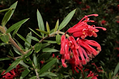 APII jpeg image of Grevillea 'Bloodline'  © contact APII