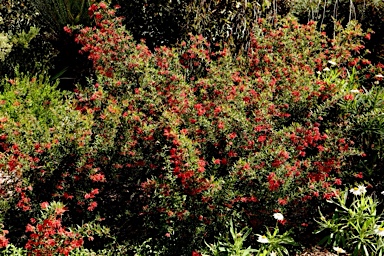 APII jpeg image of Grevillea 'Bloodline'  © contact APII