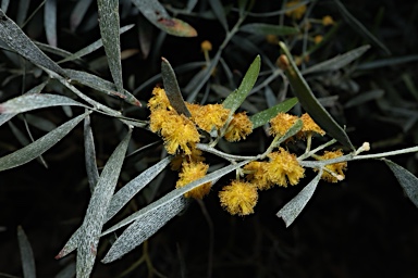 APII jpeg image of Acacia ixiophylla  © contact APII