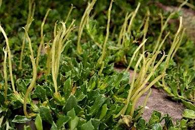 APII jpeg image of Dodonaea procumbens  © contact APII