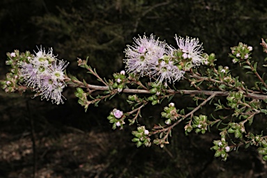 APII jpeg image of Kunzea parvifolia  © contact APII