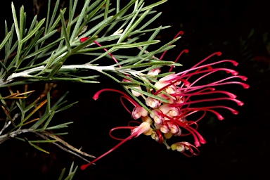 APII jpeg image of Grevillea asparagoides 'Little Jessie'  © contact APII