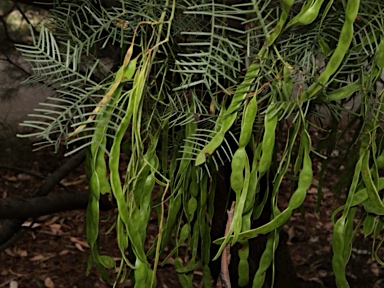 APII jpeg image of Acacia muelleriana  © contact APII