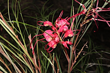 APII jpeg image of Grevillea 'Cherry Pie'  © contact APII