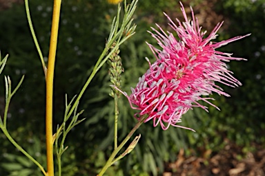 APII jpeg image of Grevillea 'Panrock Princess'  © contact APII