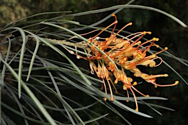 APII jpeg image of Grevillea 'Midas Touch'  © contact APII