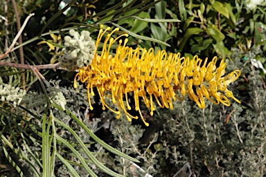 APII jpeg image of Grevillea 'Bush Lemons'  © contact APII