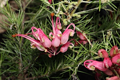 APII jpeg image of Grevillea 'Crimson Villea'  © contact APII