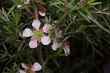 APII jpeg image of Leptospermum polygalifolium 'Cardwell Pink'  © contact APII