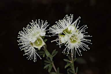 APII jpeg image of Kunzea occidentalis  © contact APII