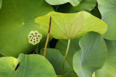 APII jpeg image of Nelumbo nucifera  © contact APII