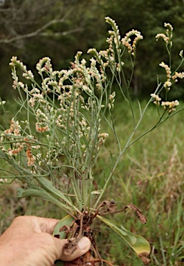 APII jpeg image of Limonium australe  © contact APII