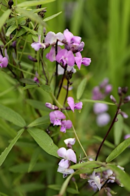 APII jpeg image of Glycine microphylla  © contact APII