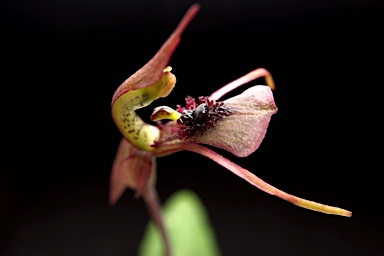 APII jpeg image of Chiloglottis seminuda  © contact APII