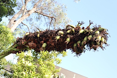 APII jpeg image of Doryanthes palmeri  © contact APII