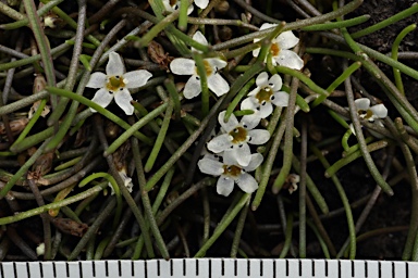 APII jpeg image of Limosella australis  © contact APII