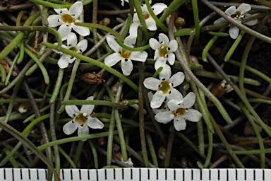 APII jpeg image of Limosella australis  © contact APII