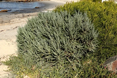 APII jpeg image of Olearia axillaris  © contact APII