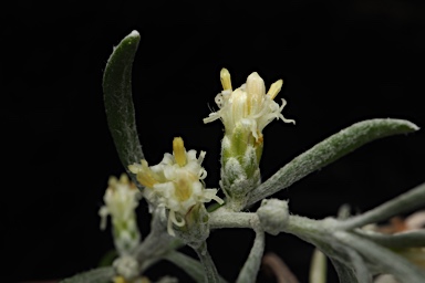 APII jpeg image of Olearia axillaris  © contact APII