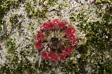 APII jpeg image of Drosera spatulata  © contact APII