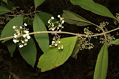 APII jpeg image of Callicarpa longifolia  © contact APII