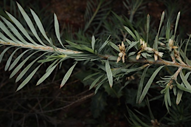 APII jpeg image of Acanthocarpus preissii  © contact APII