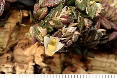 APII jpeg image of Dendrobium toressae  © contact APII