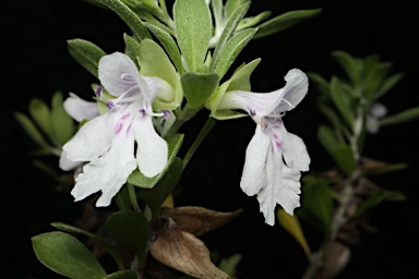 APII jpeg image of Prostanthera clotteniana  © contact APII