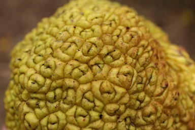 APII jpeg image of Maclura pomifera  © contact APII