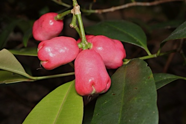 APII jpeg image of Syzygium alliiligneum  © contact APII