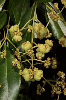 APII jpeg image of Syzygium unipunctatum  © contact APII