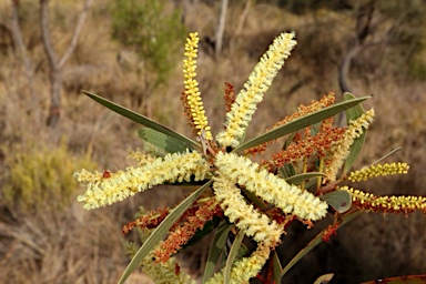 APII jpeg image of Acacia leiocalyx subsp. leiocalyx  © contact APII