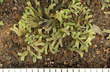 APII jpeg image of Riccia multifida  © contact APII