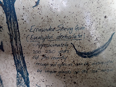 APII jpeg image of Eucalyptus denticulata  © contact APII