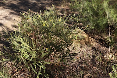 APII jpeg image of Phyllota phylicoides  © contact APII