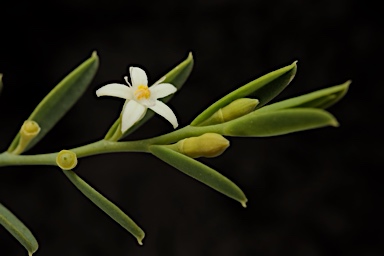 APII jpeg image of Olax stricta  © contact APII