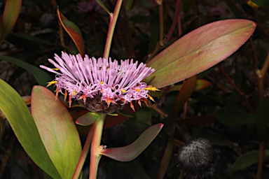 APII jpeg image of Isopogon cuneatus  © contact APII