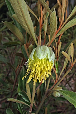 APII jpeg image of Diplolaena microcephala  © contact APII