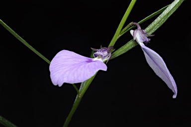 APII jpeg image of Hybanthus vernonii subsp. vernonii  © contact APII