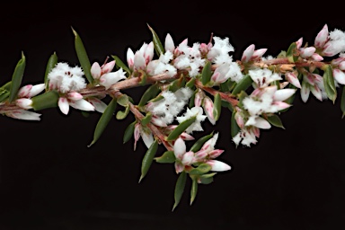 APII jpeg image of Styphelia ericoides  © contact APII