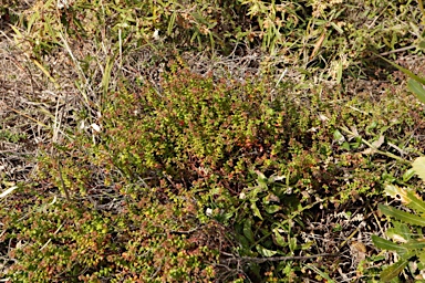 APII jpeg image of Gonocarpus teucrioides  © contact APII