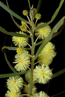 APII jpeg image of Acacia elongata  © contact APII