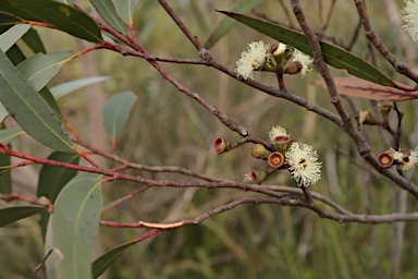 APII jpeg image of Eucalyptus dendromorpha  © contact APII