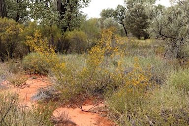 APII jpeg image of Acacia maitlandii  © contact APII